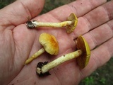 Cortinarius alboluteus image