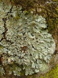 Myelochroa aurulenta image