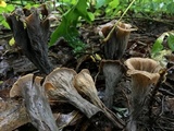 Craterellus fallax image