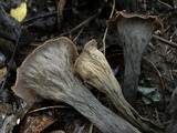 Craterellus fallax image
