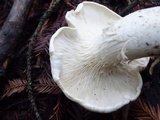 Leucopaxillus albissimus image