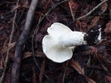 Leucopaxillus albissimus image