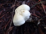 Leucopaxillus albissimus image