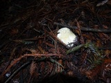 Leucopaxillus albissimus image