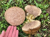 Calvatia cyathiformis image