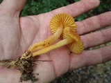 Humidicutis auratocephala image