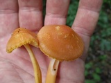 Humidicutis auratocephala image