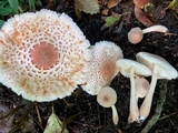 Leucoagaricus americanus image