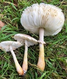 Leucoagaricus americanus image