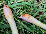 Leucoagaricus americanus image