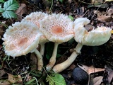 Leucoagaricus americanus image