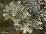 Platismatia tuckermanii image
