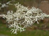 Pseudevernia consocians image
