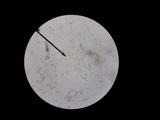 Leccinellum albellum image