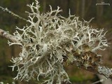 Pseudevernia consocians image