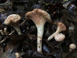 Clavariadelphus americanus image