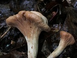 Clavariadelphus americanus image
