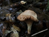 Clavariadelphus americanus image