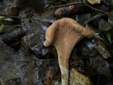 Clavariadelphus americanus image