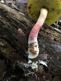 Boletellus pseudochrysenteroides image