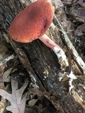 Boletellus pseudochrysenteroides image