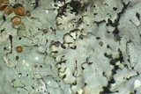 Hypotrachyna livida image