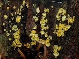 Chlorosplenium chlora image