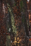 Chlorosplenium chlora image