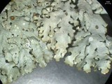 Hypotrachyna livida image