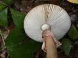 Amanita amerirubescens image