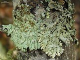 Hypotrachyna livida image