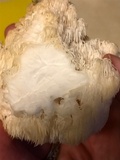 Hericium americanum image