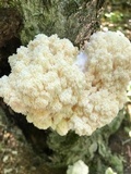 Hericium americanum image