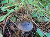 Amanita pachycolea image