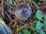 Amanita pachycolea image