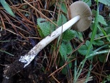 Amanita pachycolea image