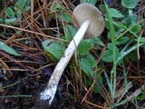 Amanita pachycolea image