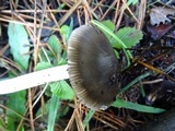 Amanita pachycolea image