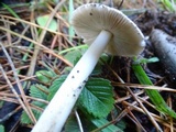Amanita pachycolea image