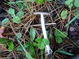 Amanita pachycolea image