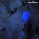 Hypotrachyna livida image