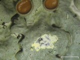 Myelochroa galbina image