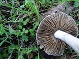 Inocybe ionocephala image