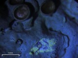 Myelochroa galbina image