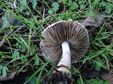 Inocybe ionocephala image