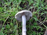 Inocybe ionocephala image