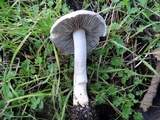 Inocybe ionocephala image