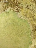 Lecanora thysanophora image