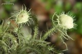 Usnea strigosa image