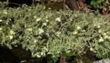 Usnea strigosa image
